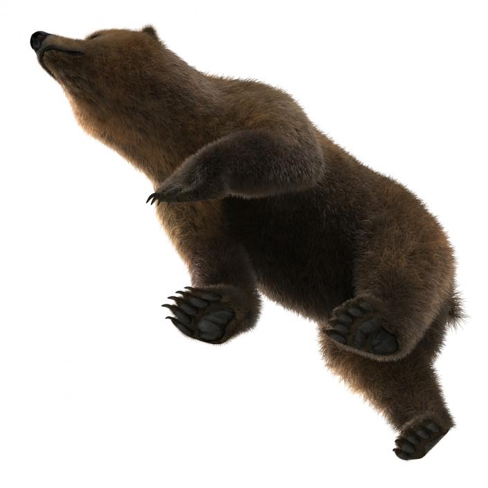 3D Brown Bear with Fur Pose 2