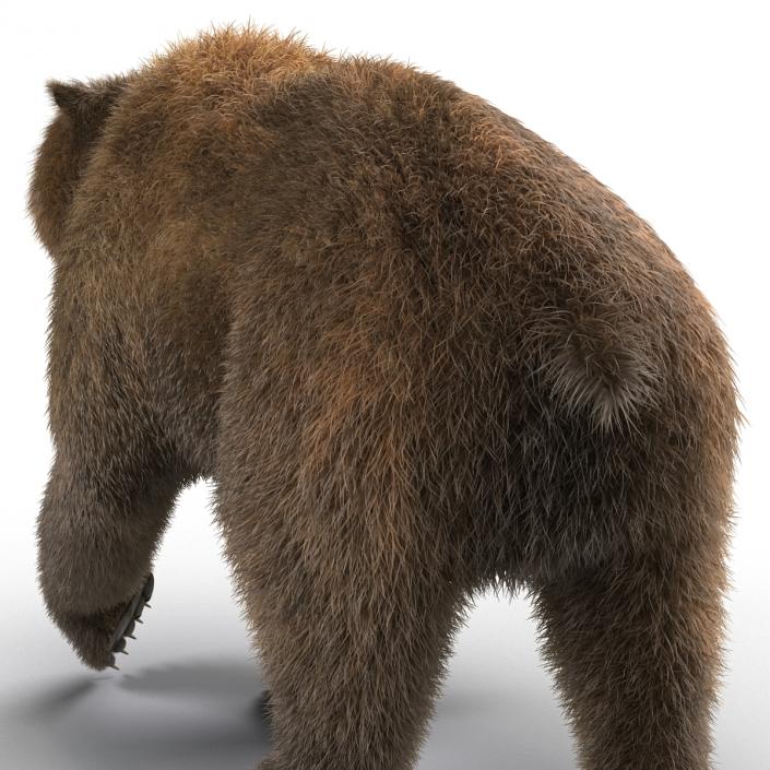 3D Brown Bear with Fur Pose 2