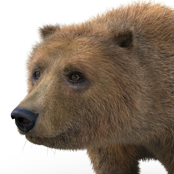 3D Brown Bear with Fur Pose 2