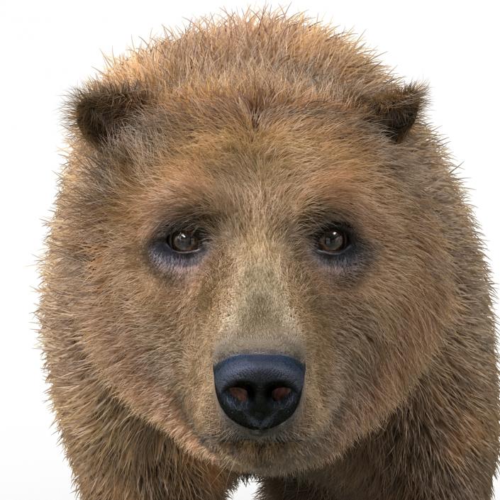 3D Brown Bear with Fur Pose 2