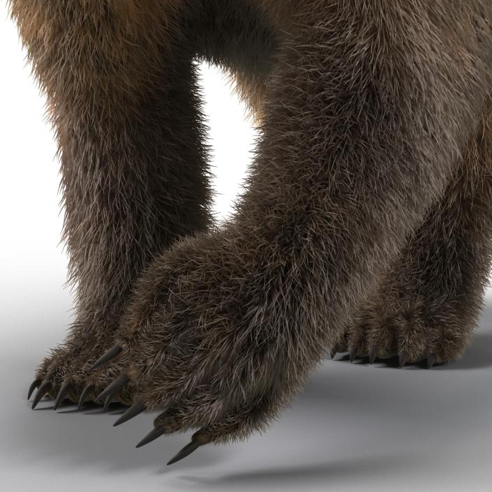 3D Brown Bear with Fur Pose 2