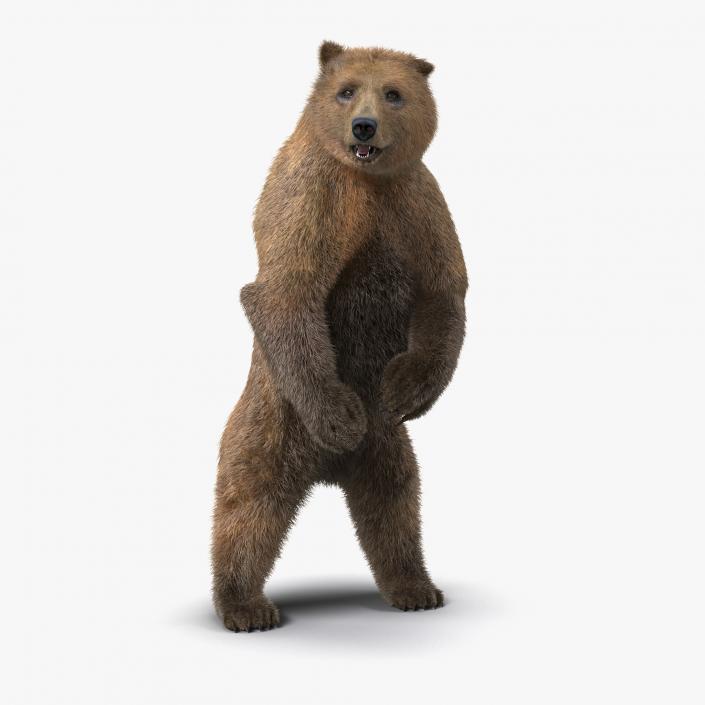 3D Brown Bear Standing Pose with Fur model