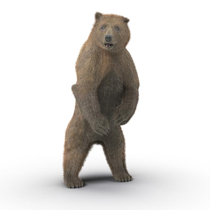 3D Brown Bear Standing Pose with Fur model