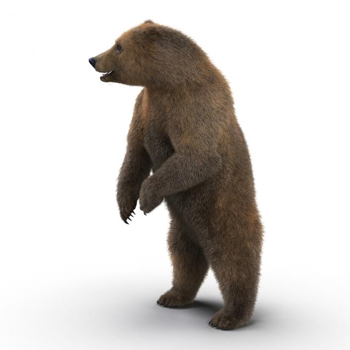 3D Brown Bear Standing Pose with Fur model