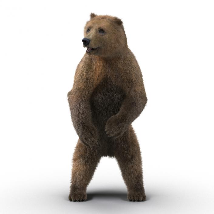 3D Brown Bear Standing Pose with Fur model