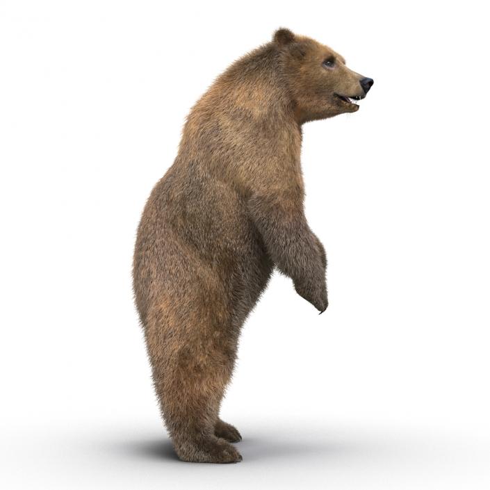 3D Brown Bear Standing Pose with Fur model