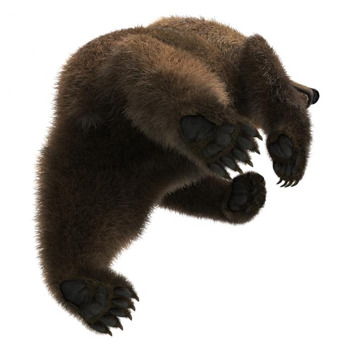 3D Brown Bear Standing Pose with Fur model