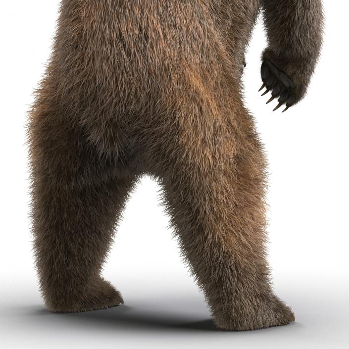 3D Brown Bear Standing Pose with Fur model