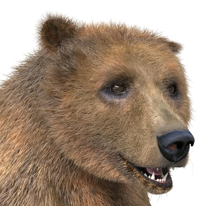 3D Brown Bear Standing Pose with Fur model