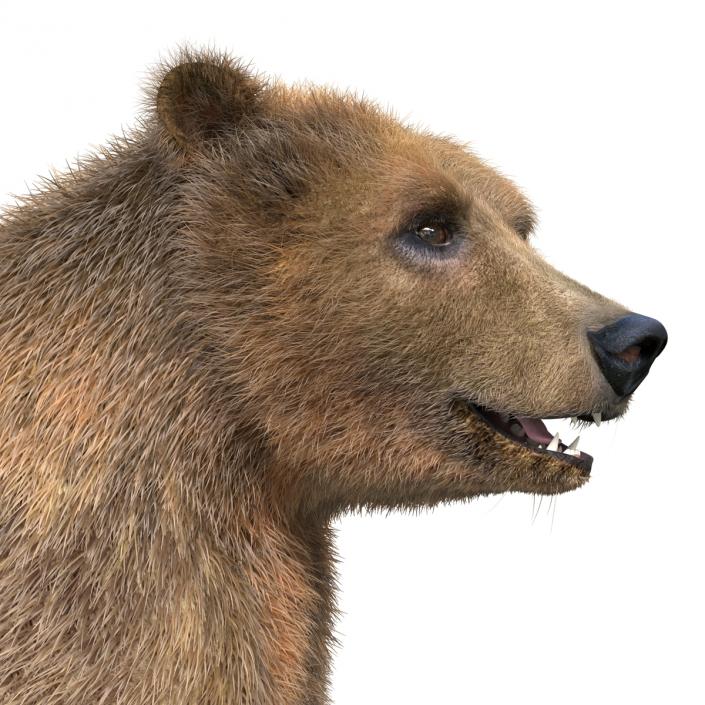 3D Brown Bear Standing Pose with Fur model