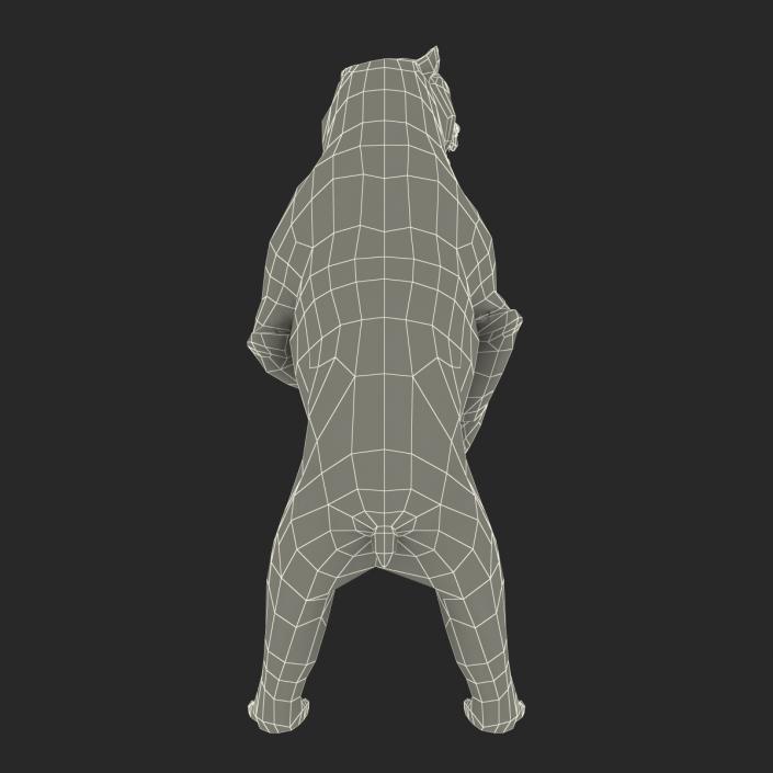 3D Brown Bear Standing Pose with Fur model