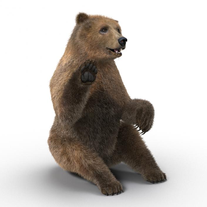 3D Brown Bear with Fur Pose 4