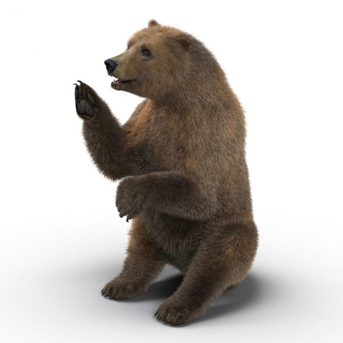 3D Brown Bear with Fur Pose 4