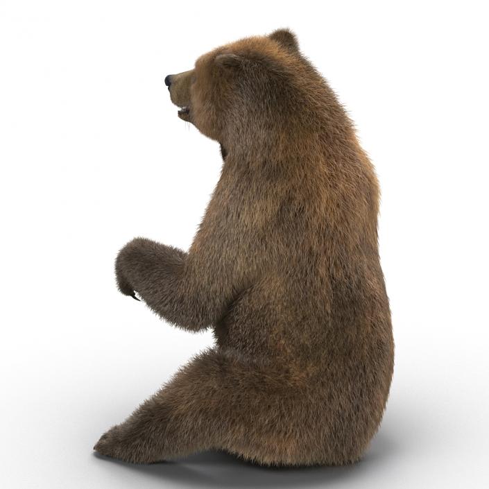 3D Brown Bear with Fur Pose 4