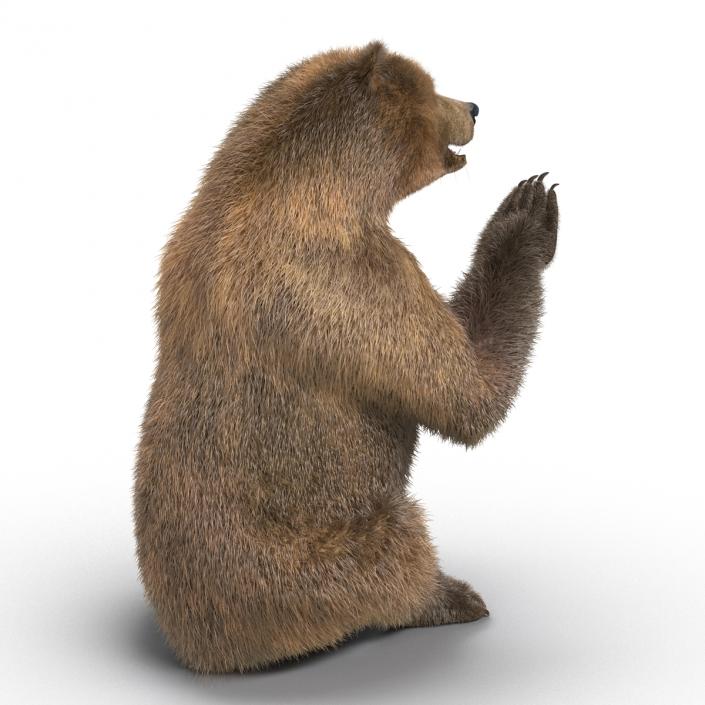 3D Brown Bear with Fur Pose 4