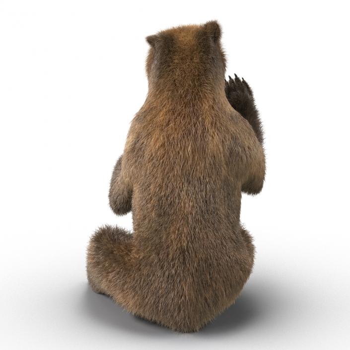 3D Brown Bear with Fur Pose 4