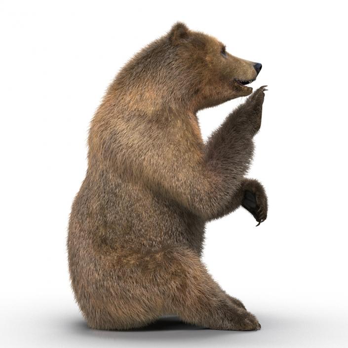 3D Brown Bear with Fur Pose 4