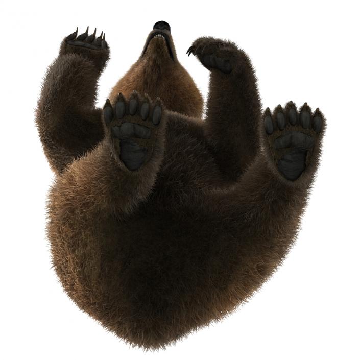 3D Brown Bear with Fur Pose 4