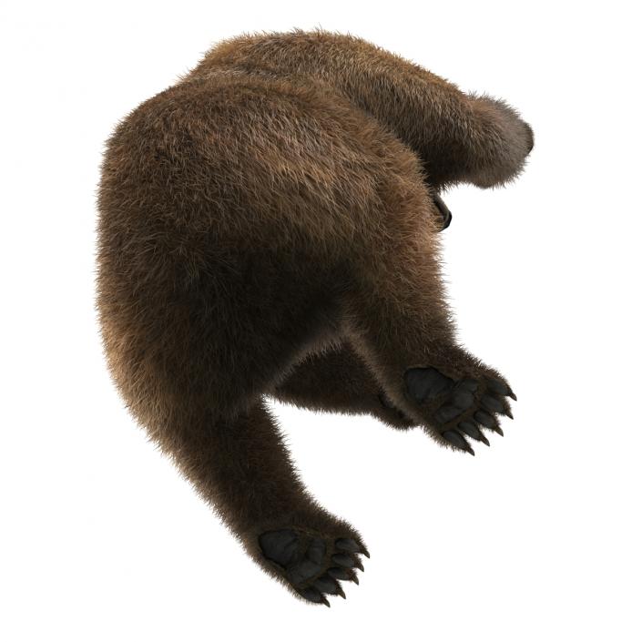 3D Brown Bear with Fur Pose 4