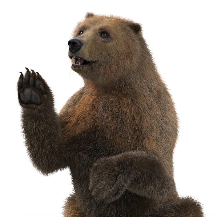 3D Brown Bear with Fur Pose 4