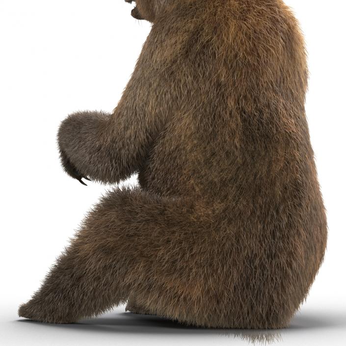 3D Brown Bear with Fur Pose 4