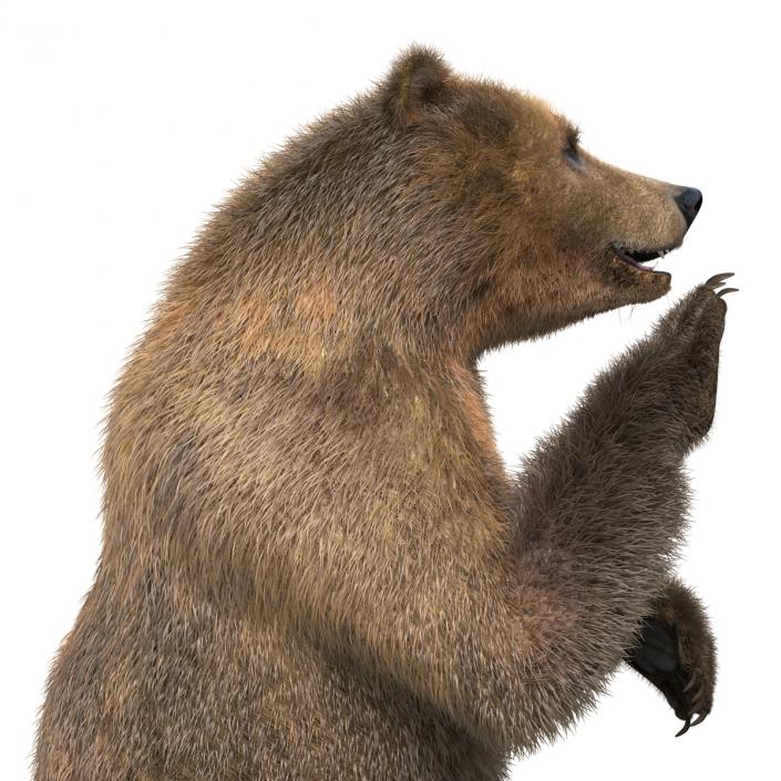 3D Brown Bear with Fur Pose 4