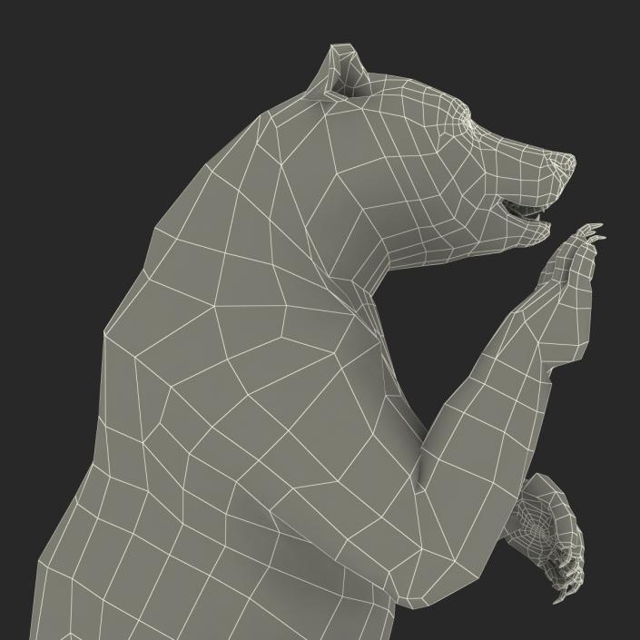 3D Brown Bear with Fur Pose 4