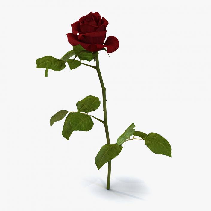 3D model Rose