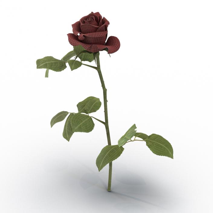 3D model Rose