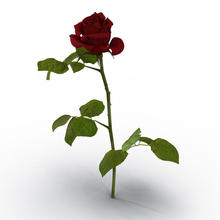 3D model Rose