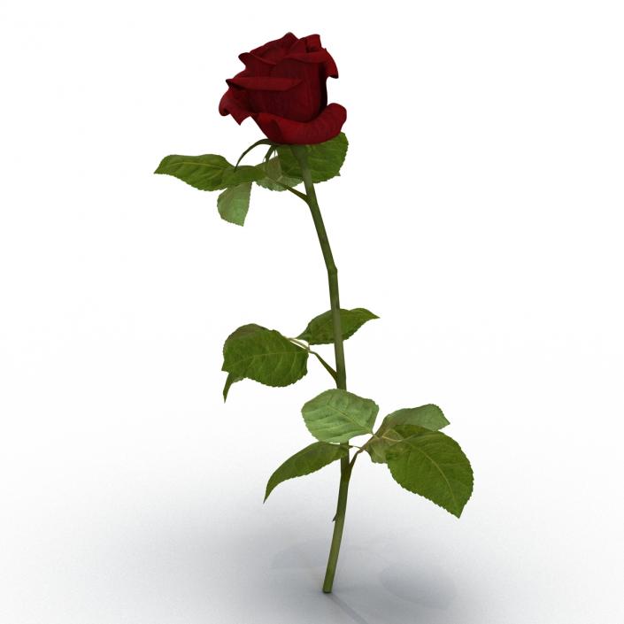 3D model Rose