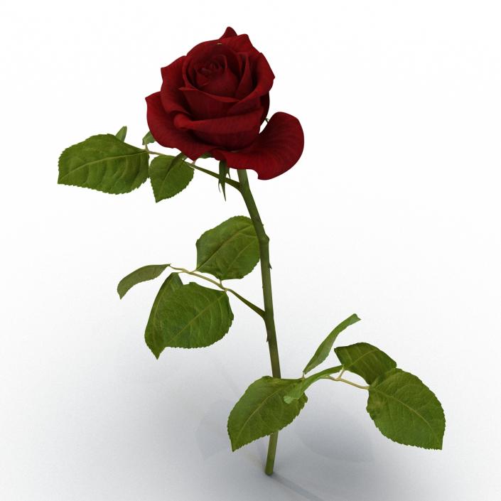 3D model Rose