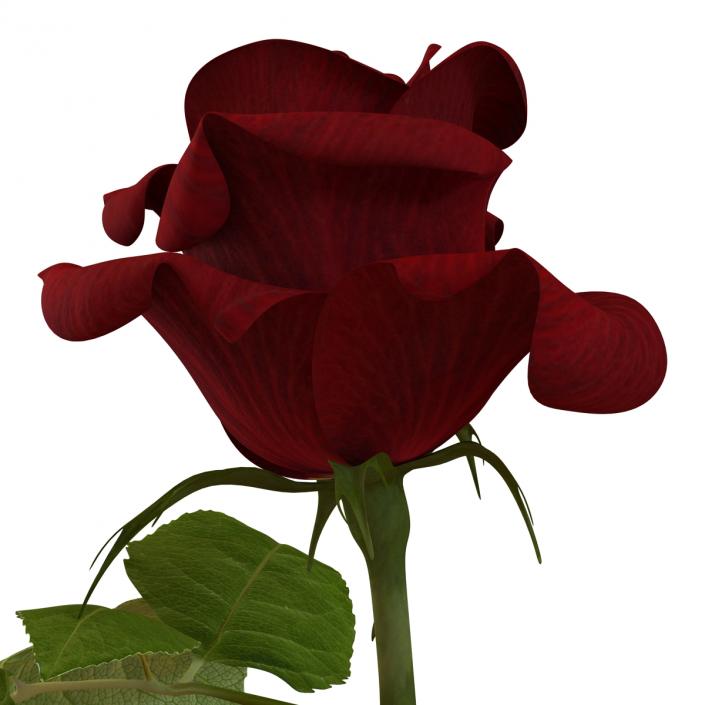 3D model Rose