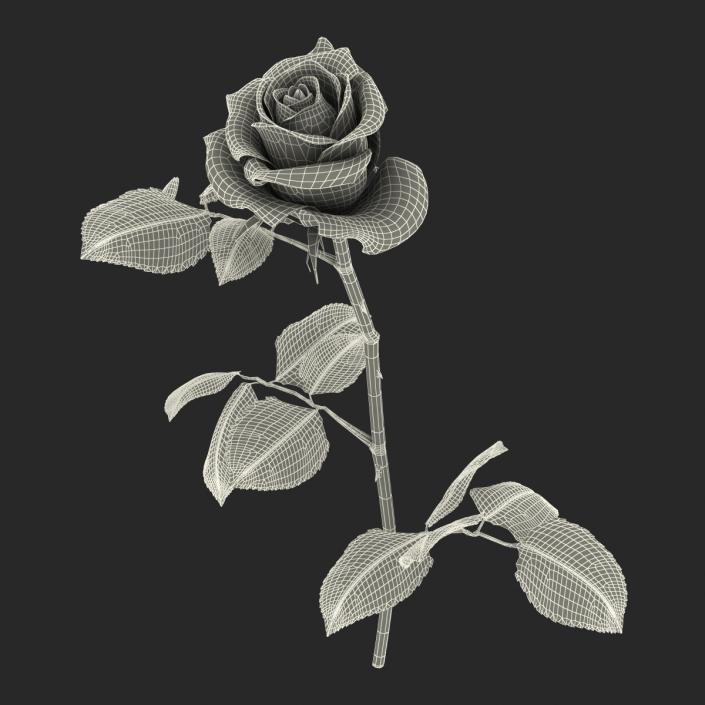 3D model Rose