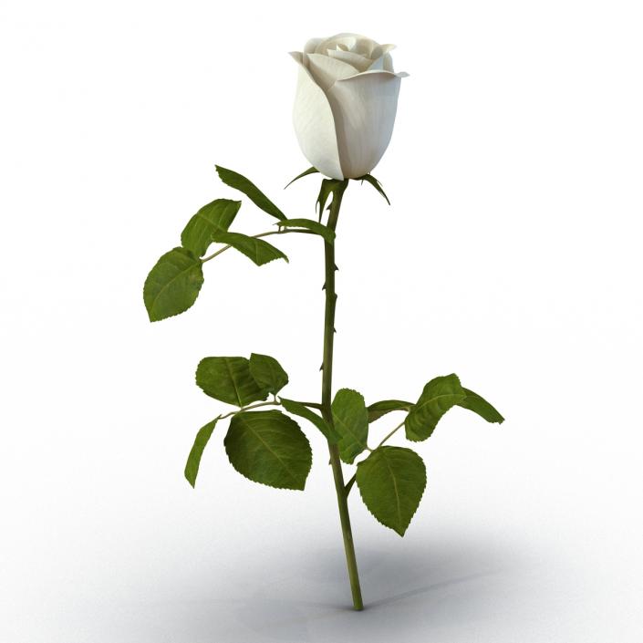 Rose 2 White 3D