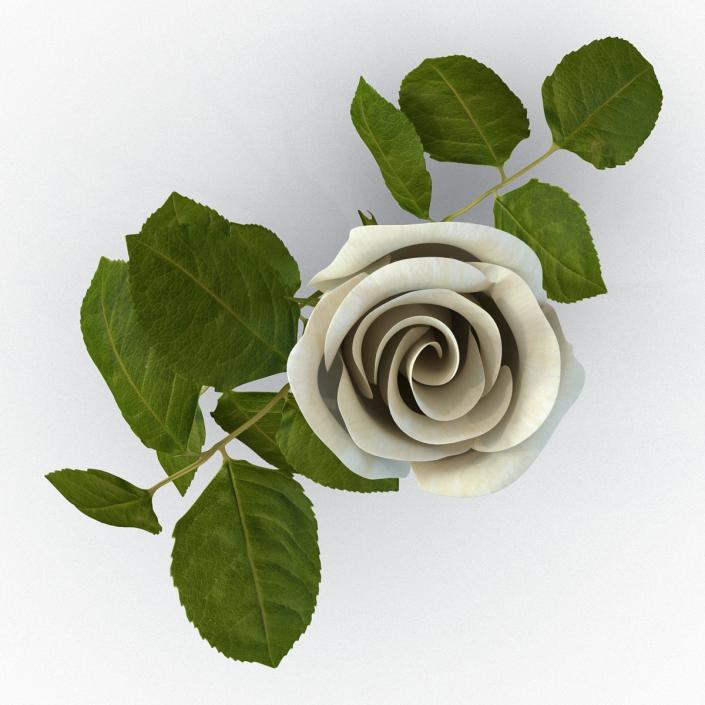 Rose 2 White 3D