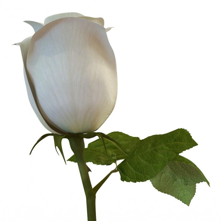 Rose 2 White 3D