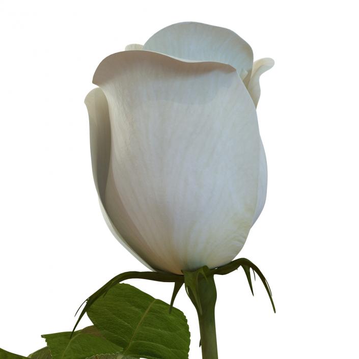 Rose 2 White 3D