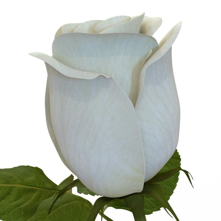 Rose 2 White 3D