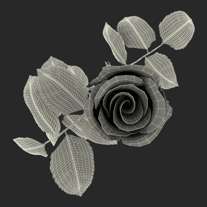 Rose 2 White 3D