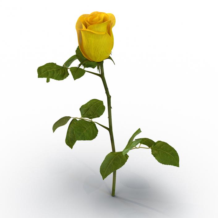 3D Rose 2 Yellow model