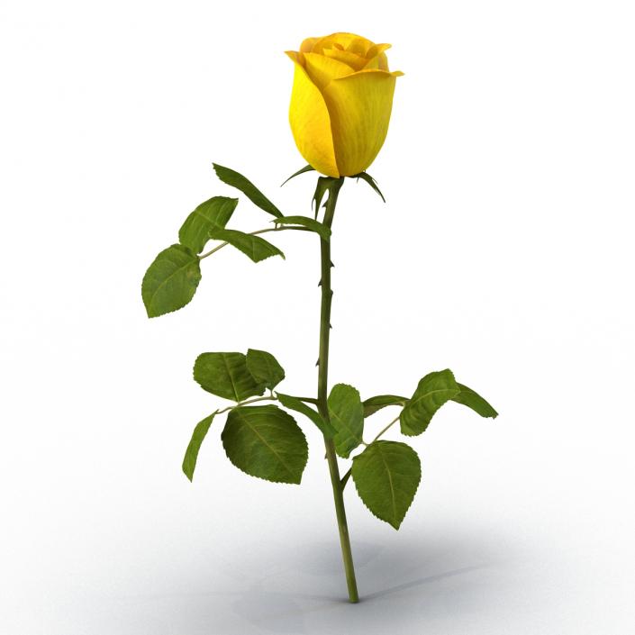 3D Rose 2 Yellow model