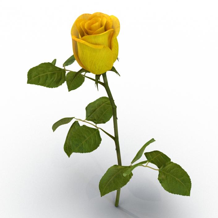 3D Rose 2 Yellow model