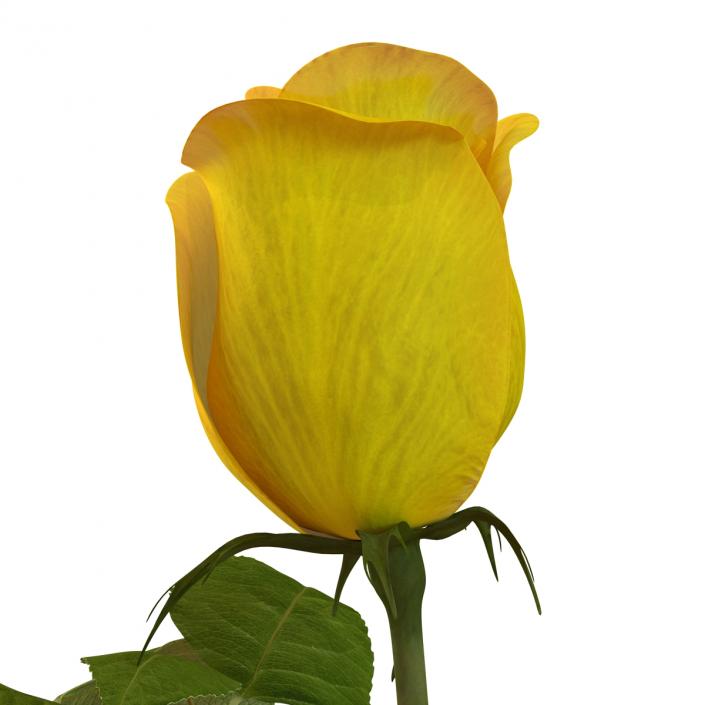 3D Rose 2 Yellow model