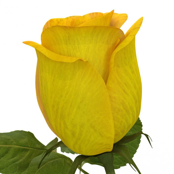 3D Rose 2 Yellow model