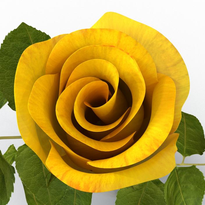 3D Rose 2 Yellow model