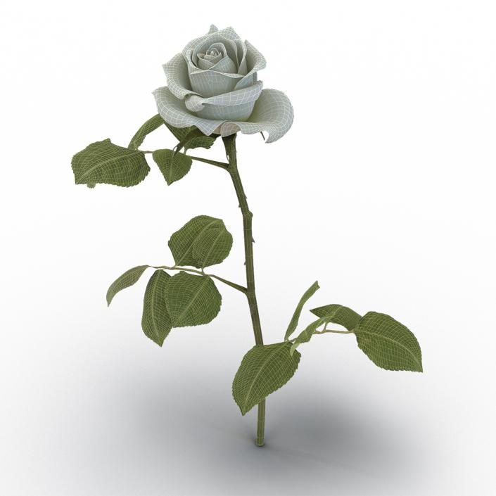 3D model Rose White