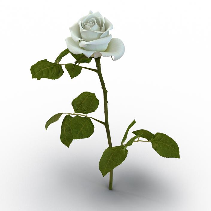 3D model Rose White