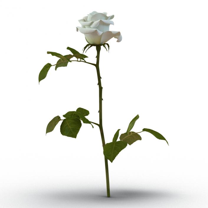 3D model Rose White