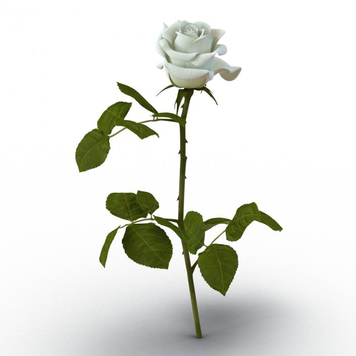 3D model Rose White